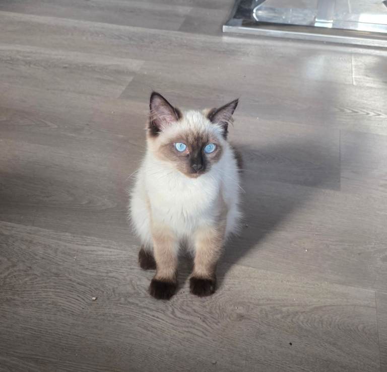 Female ragdoll 