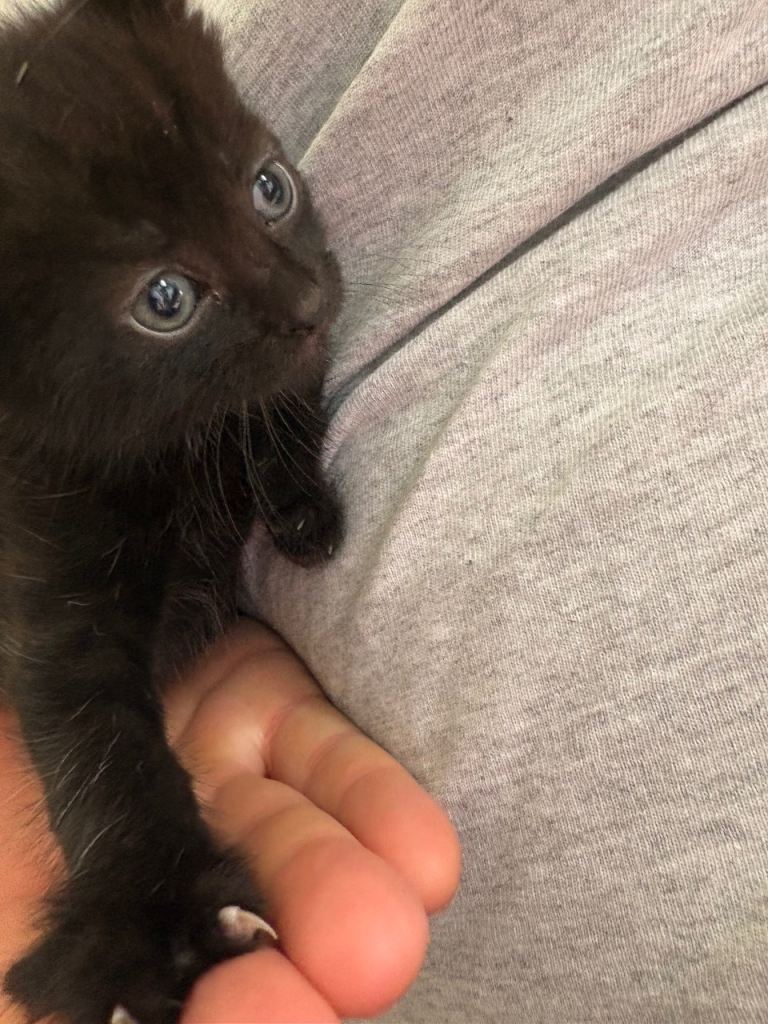 2 black kittens left! 