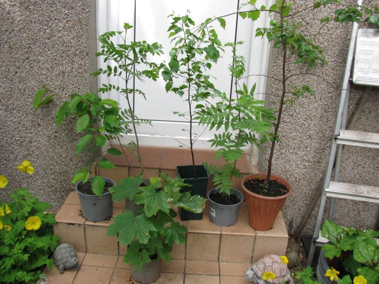 VARIOUS DECIDIOUS TREES FOR SALE IN POTS AND READY TO PLANT OUTDOORS