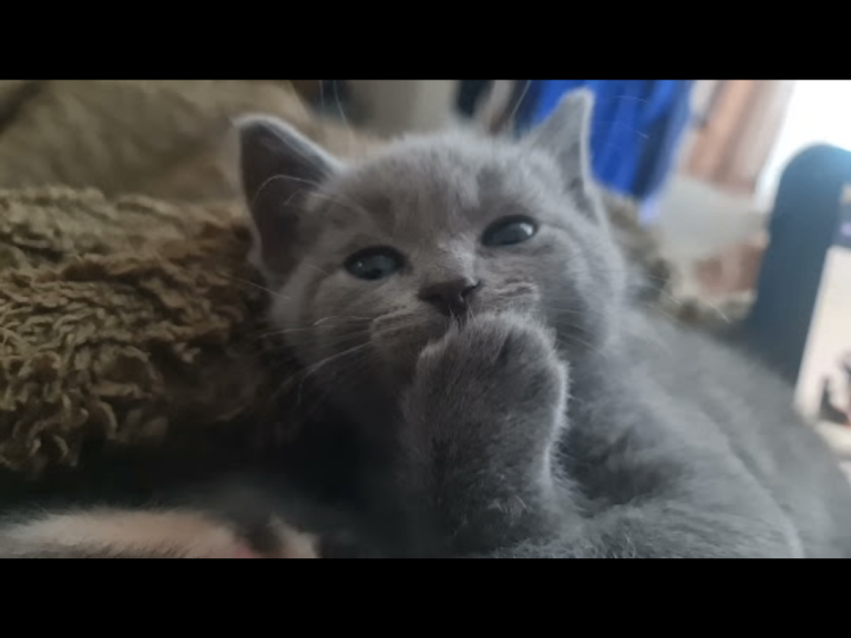 Beautiful ragdoll with British shorthair kittens 