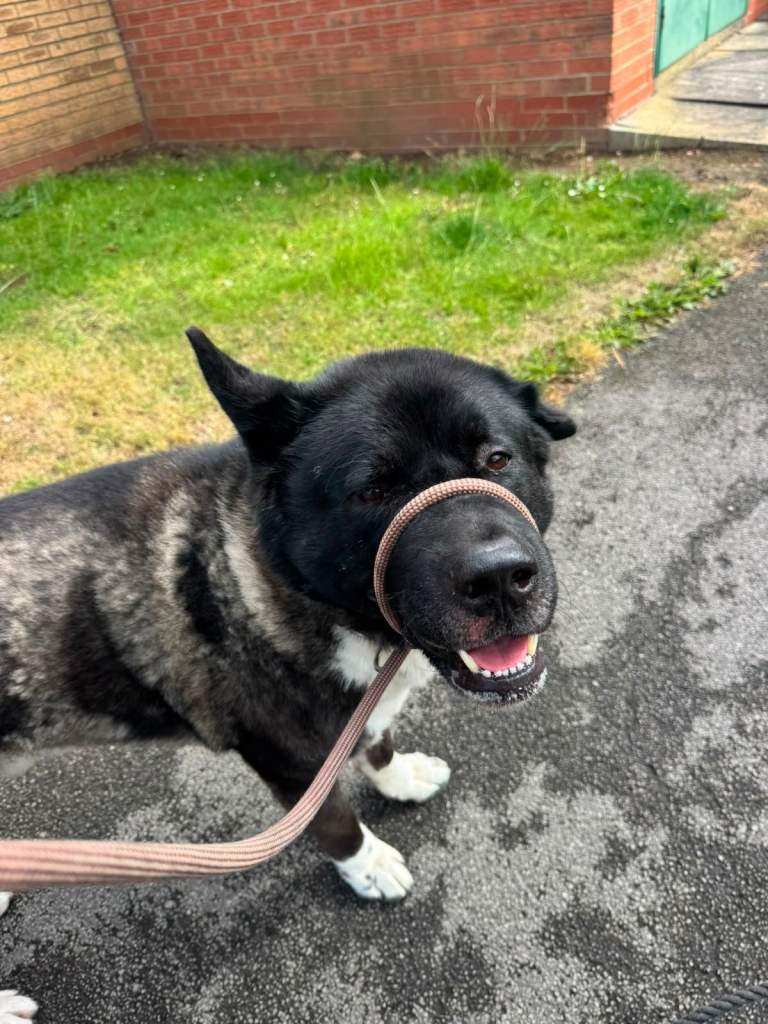 9 Year Old Male American Akita Needs an Experienced Home — Teesside