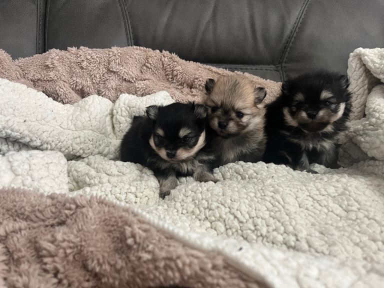 Pomeranian puppies