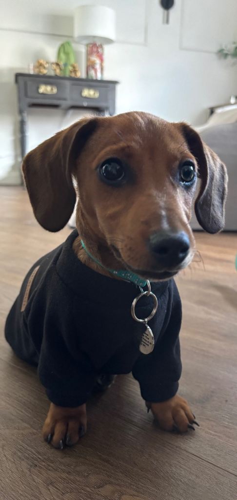 Dachshund puppy 16 weeks - male 