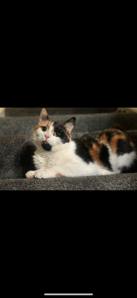 3 separate cats. Please read description. 