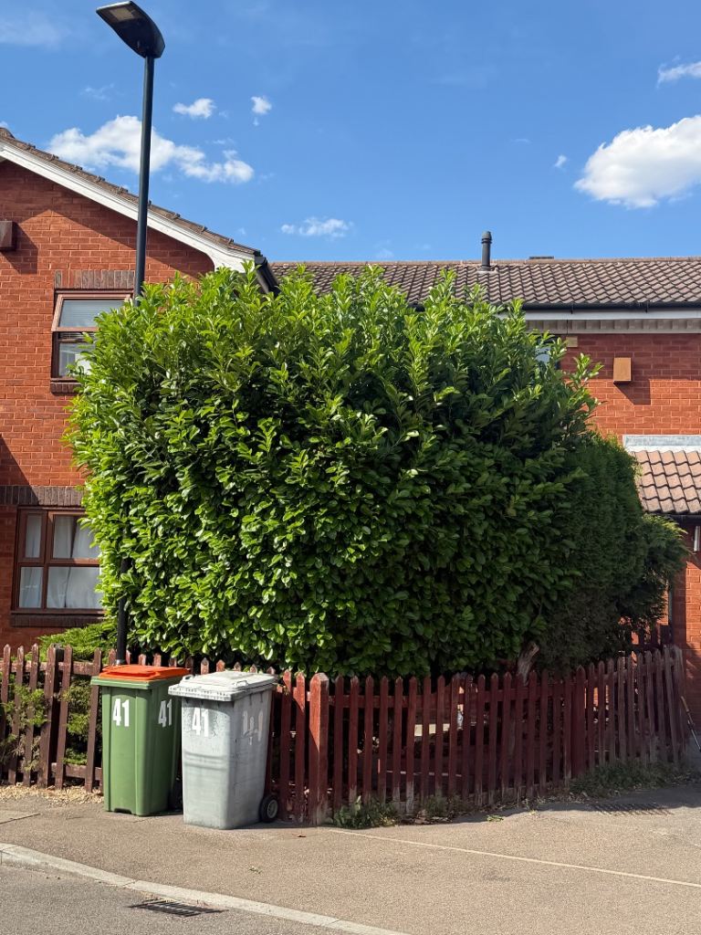 tree cutting Tree Removal tree cutting tree surgeon stump removal tree service tree service 