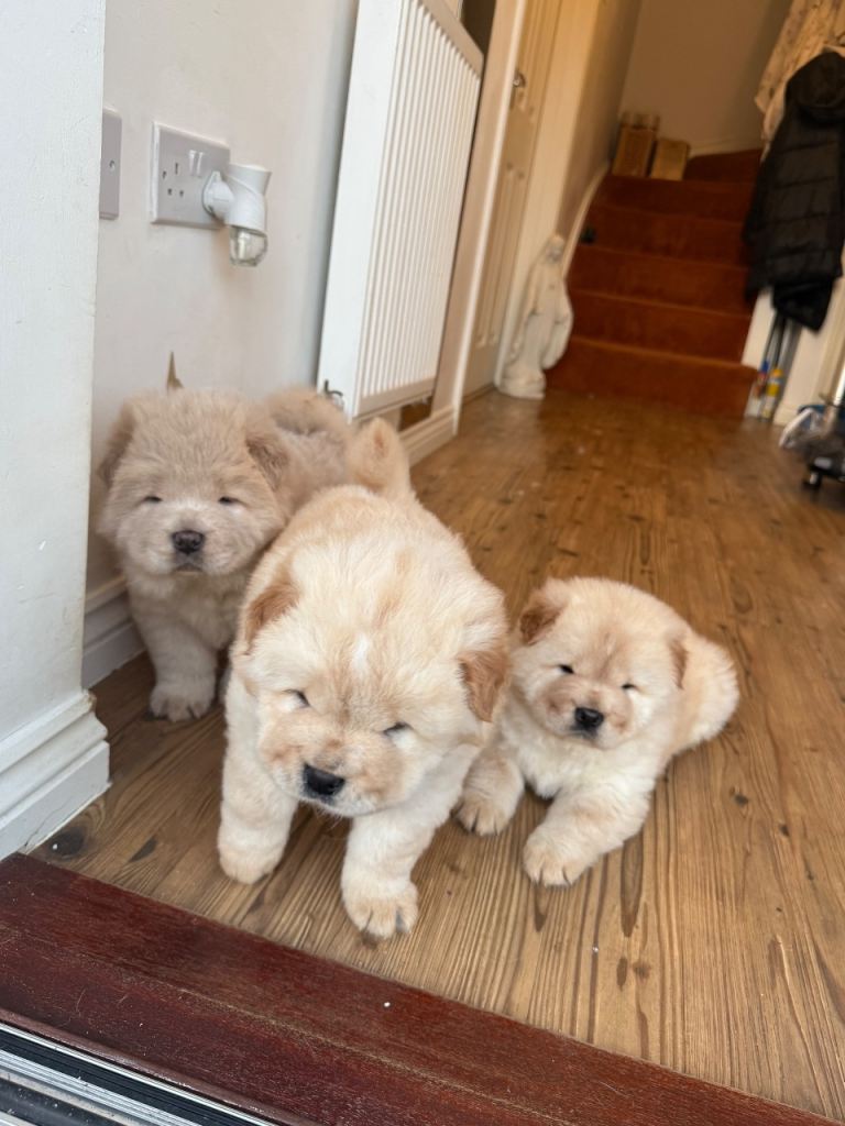 image for Chow Chow Pups 