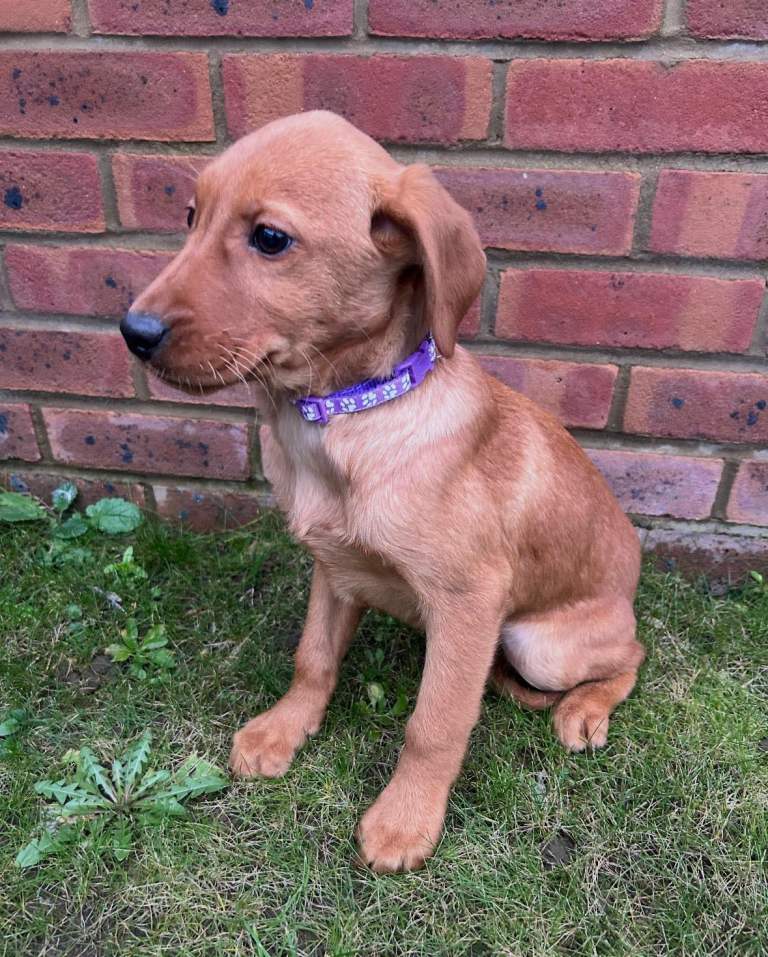 Fox red Labrador puppies 