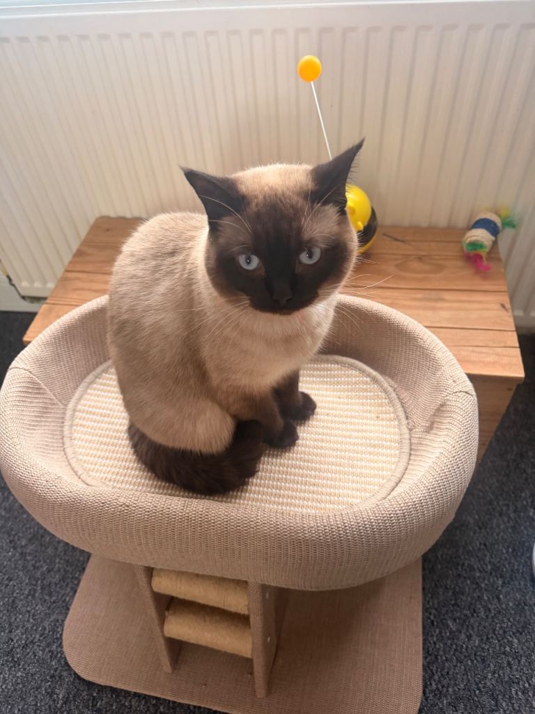 British shorthair colour point for sale