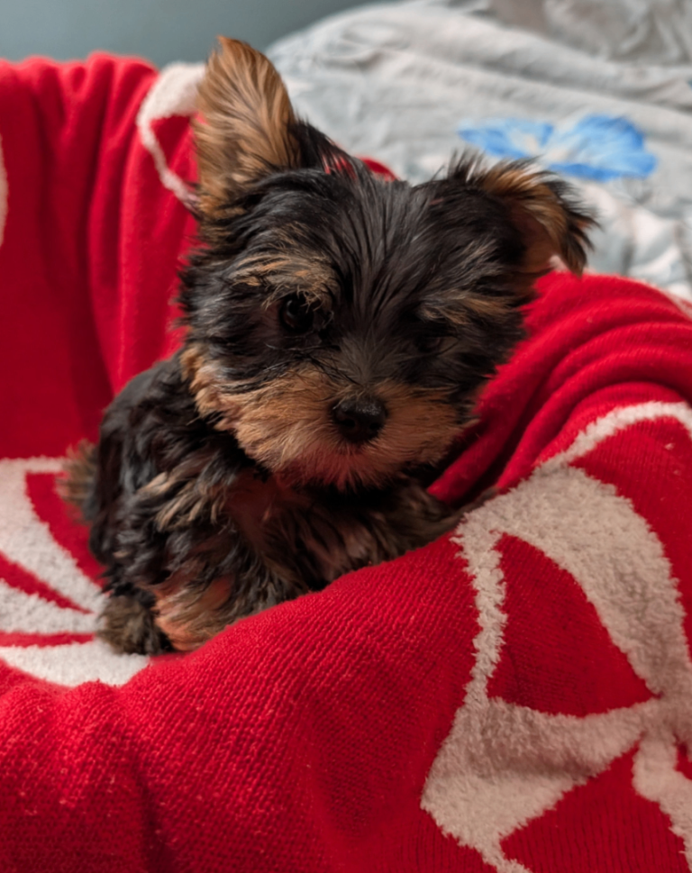 Yorkshire Terrier Puppies