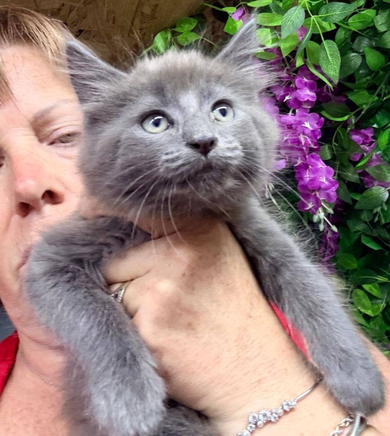 Mainecoon 