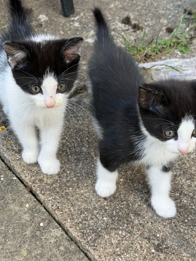 Mixed breed kittens 
