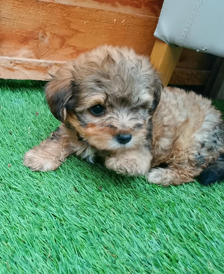 Yorkepoo Male and Female very miniature breed