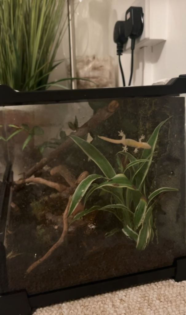 4 mourning geckos + terrarium 