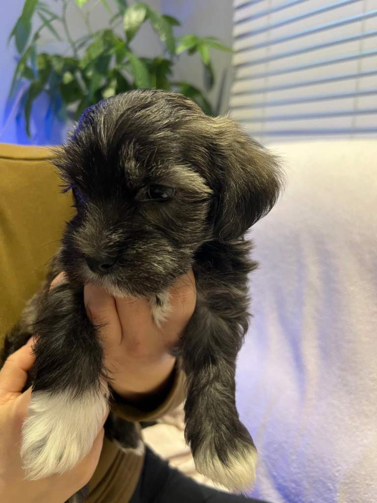 🐾 1 Boy Left 🐾 Beautiful Puppies for Sale  ❤️