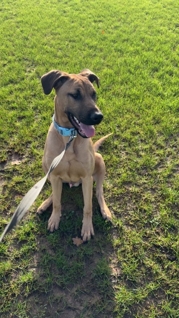 Ultimate Pincher Puppy