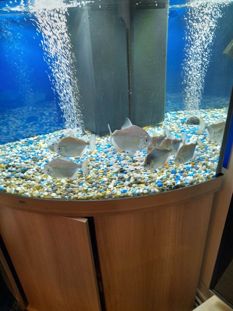   Tropical fish. AT UNBEATABLE PRICE.