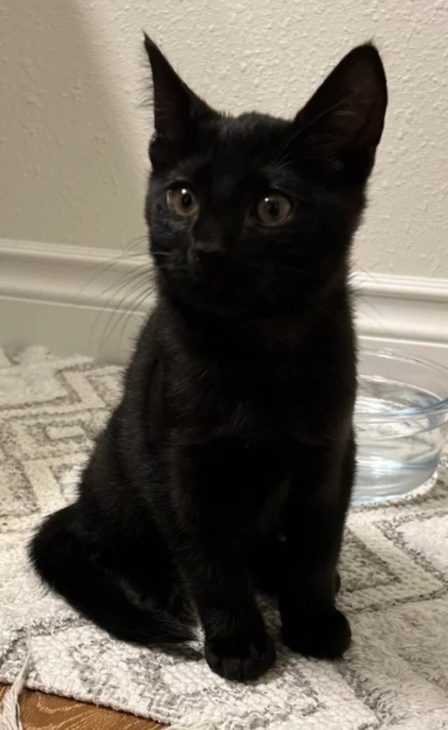 Adorable Black Kitten Looking for a Loving Home