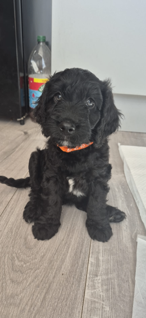 Cockapoo F1 puppies