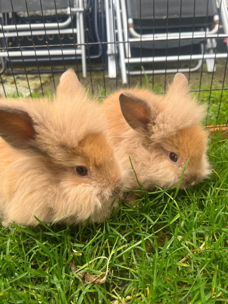 Lionhead Rabbits