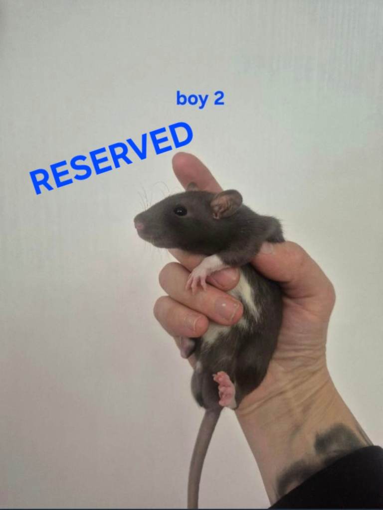 Baby Rats