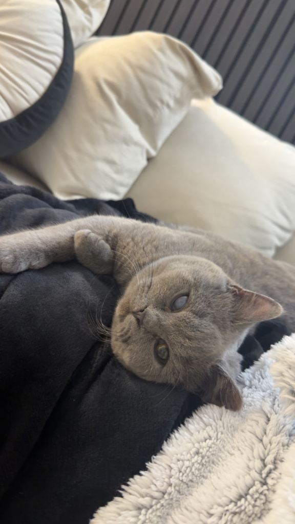 British shorthair kitten