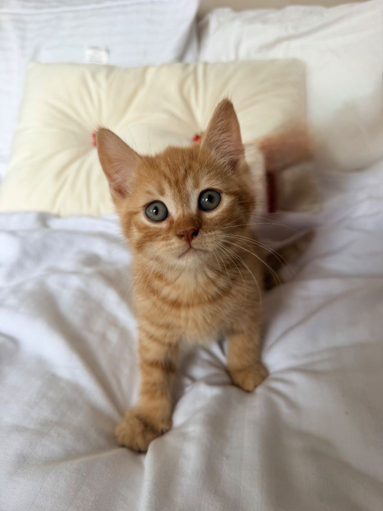 Kittens for sale 
