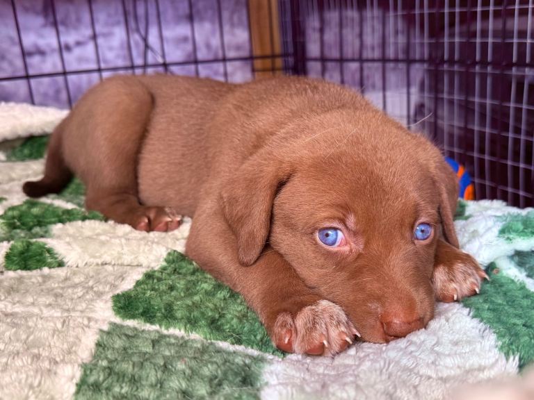 Gorgeous Siberian Shepsky x Weimaraner Puppies 