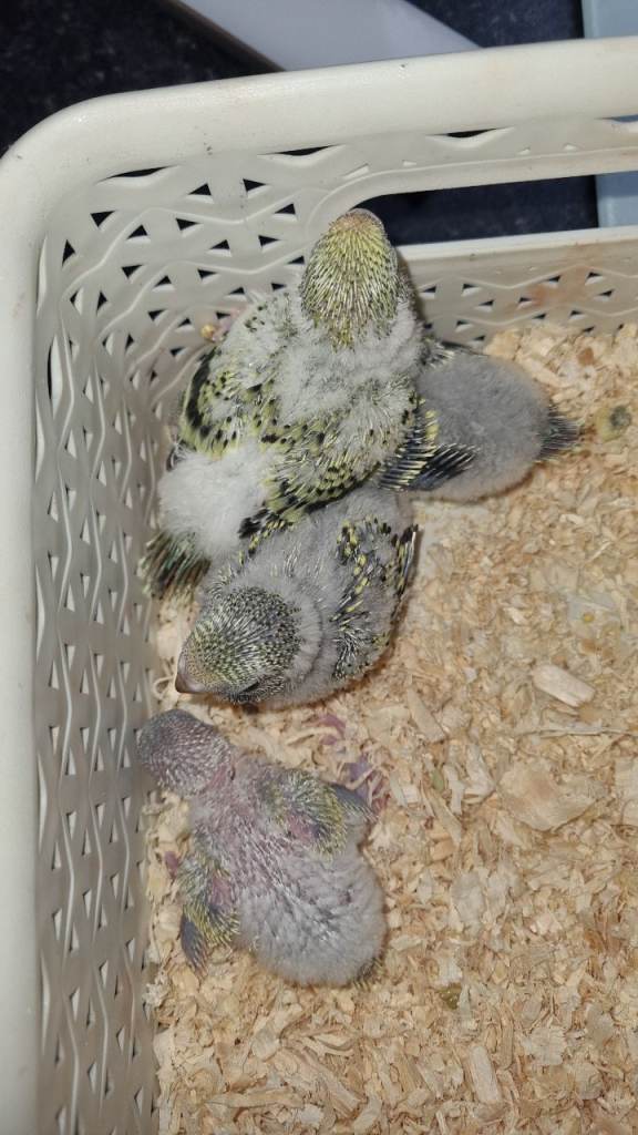 Budgies for sale 