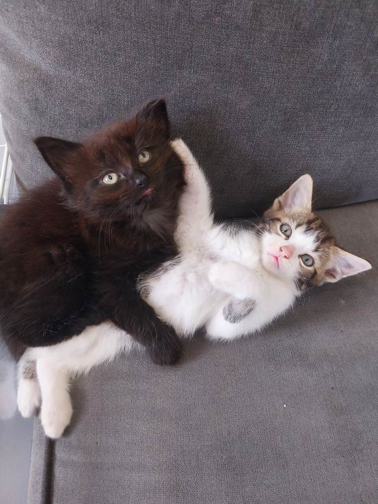4 mixed breed kittens for sale 