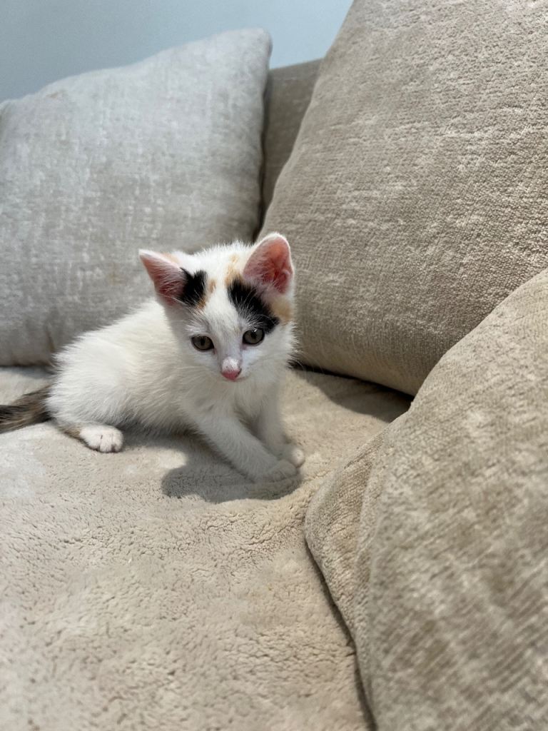 Beautiful calico girl kitten 