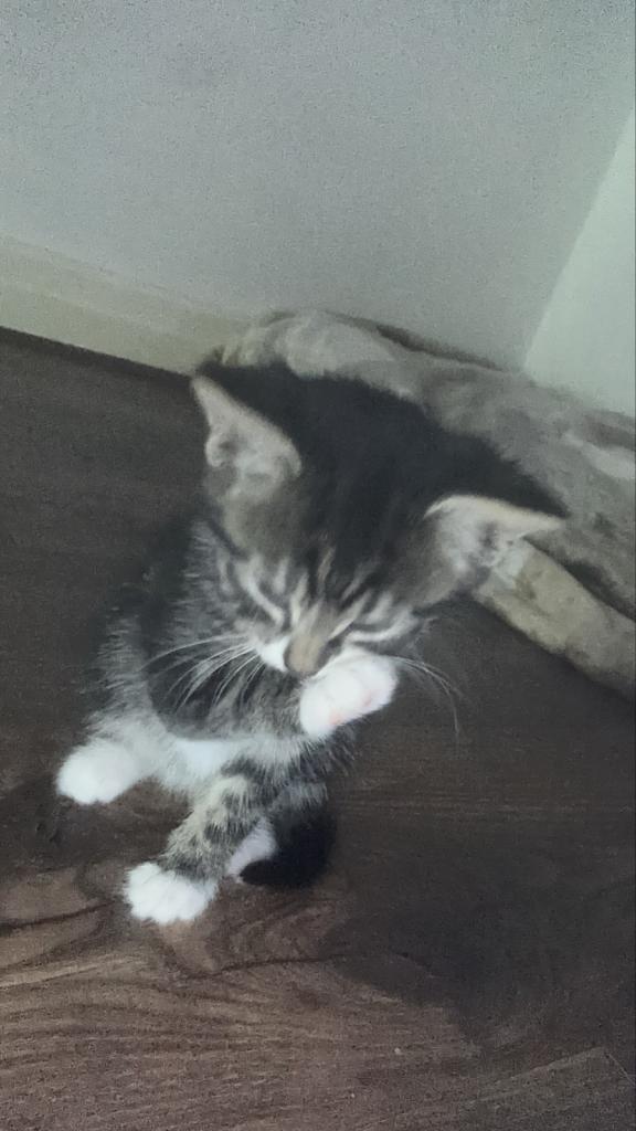 Tabby kitten