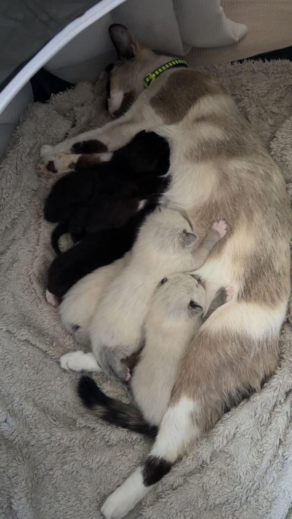 Ragdoll x domestic longhair