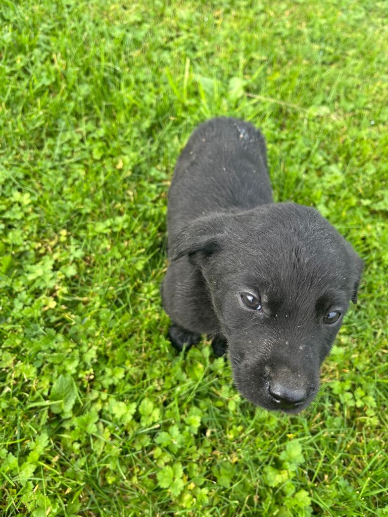 Black lab pups