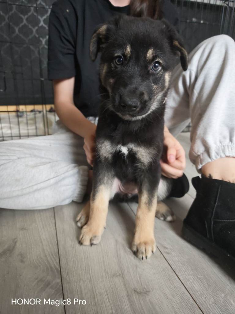   Puppies German shepherd mum / Siberian husky dad ( shepsky)puppies for sale £1000 