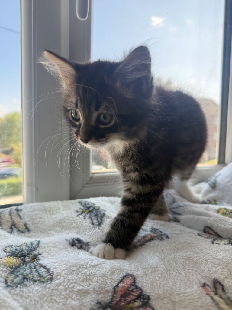     Playful & Loving Kittens Ready for New Homes