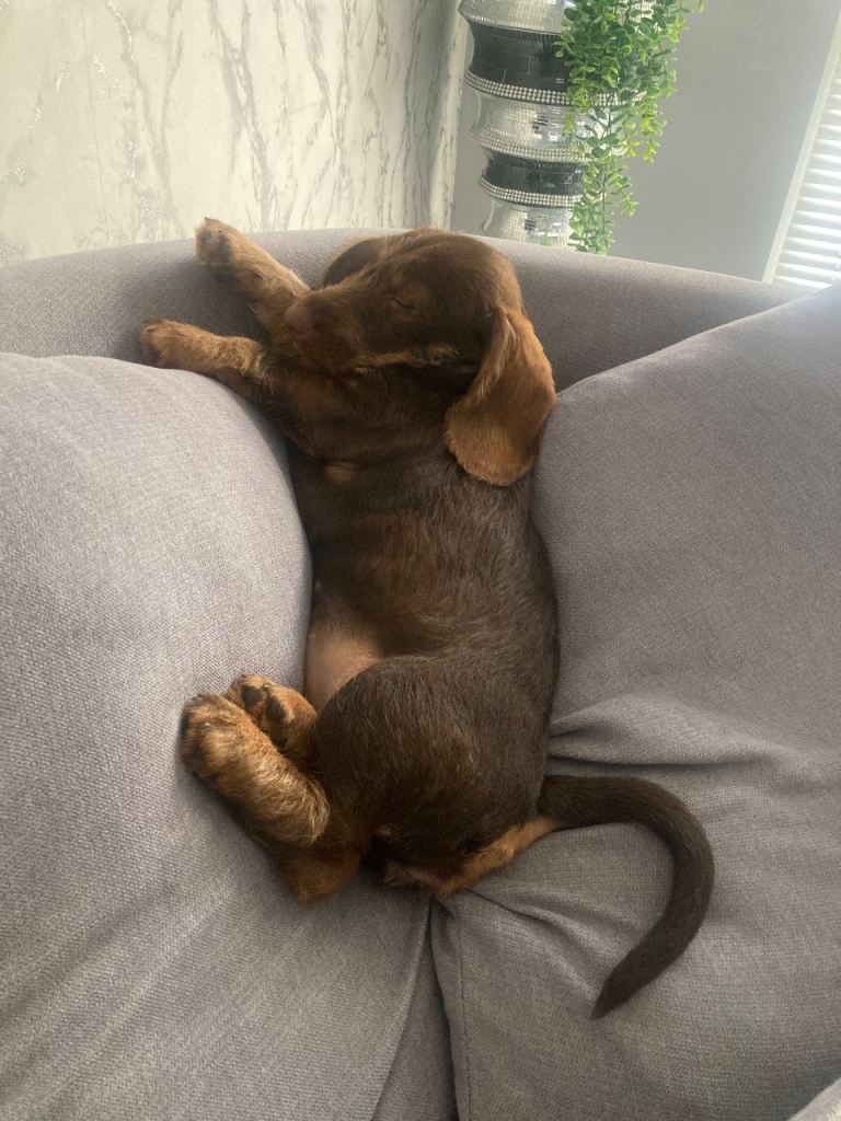 Dachshund 