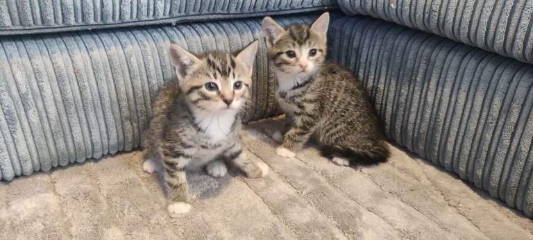 mackerel kittens 