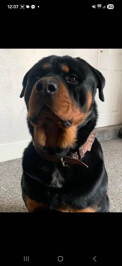 2yr old rottweiler 