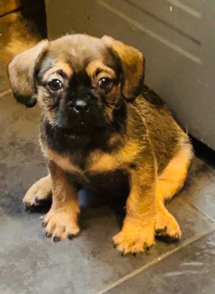 Puppies to good home 