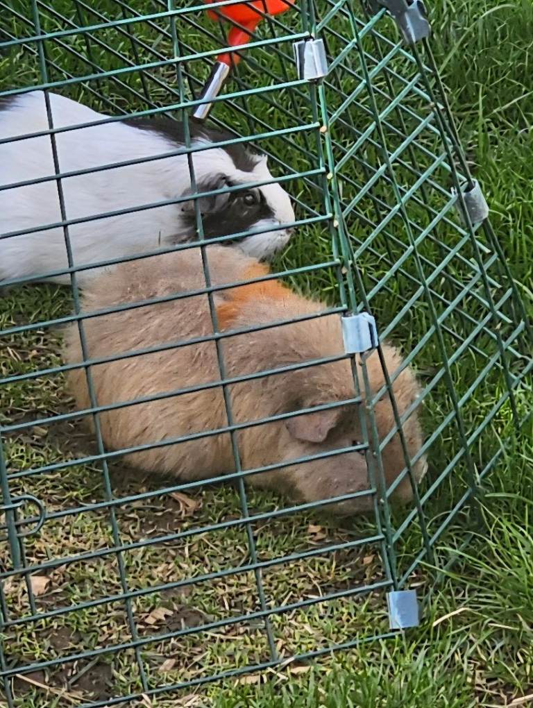 Male funky haired guinea pig 8 weeks old
