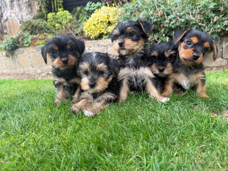Yorkshire terrier/Yorkie x Jack Russell pups