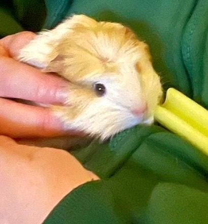 image for 12 weeks old guinea pig
