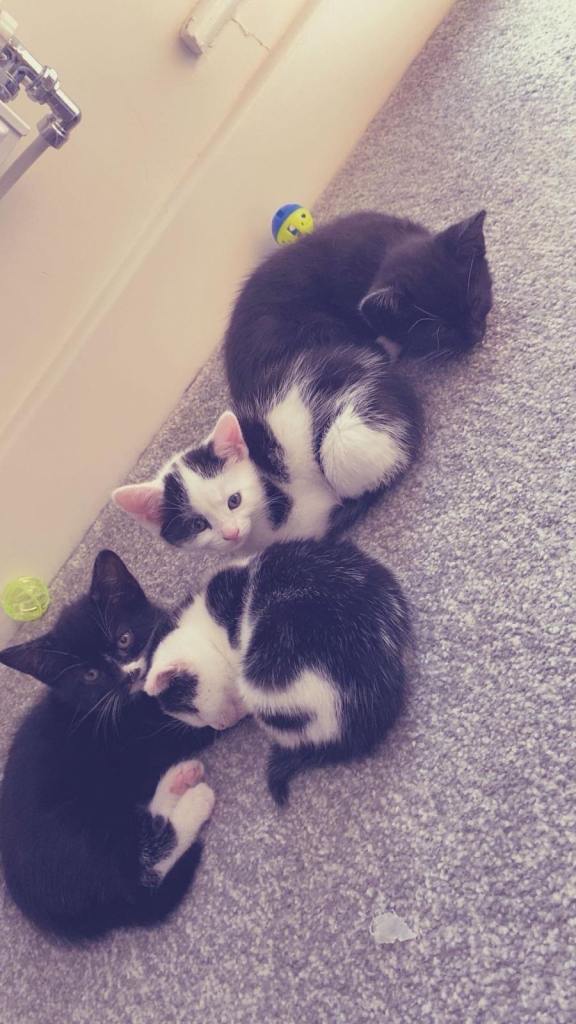 2 black and white kittens 