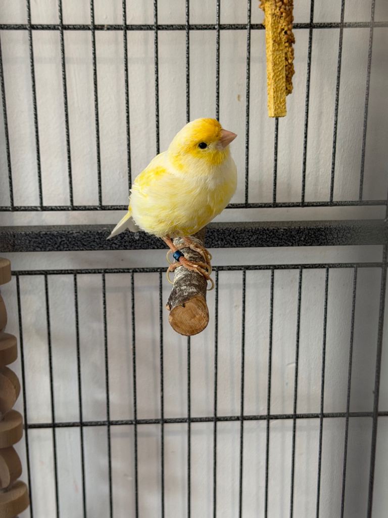 2 Young Male Canaries + Full Set up & More