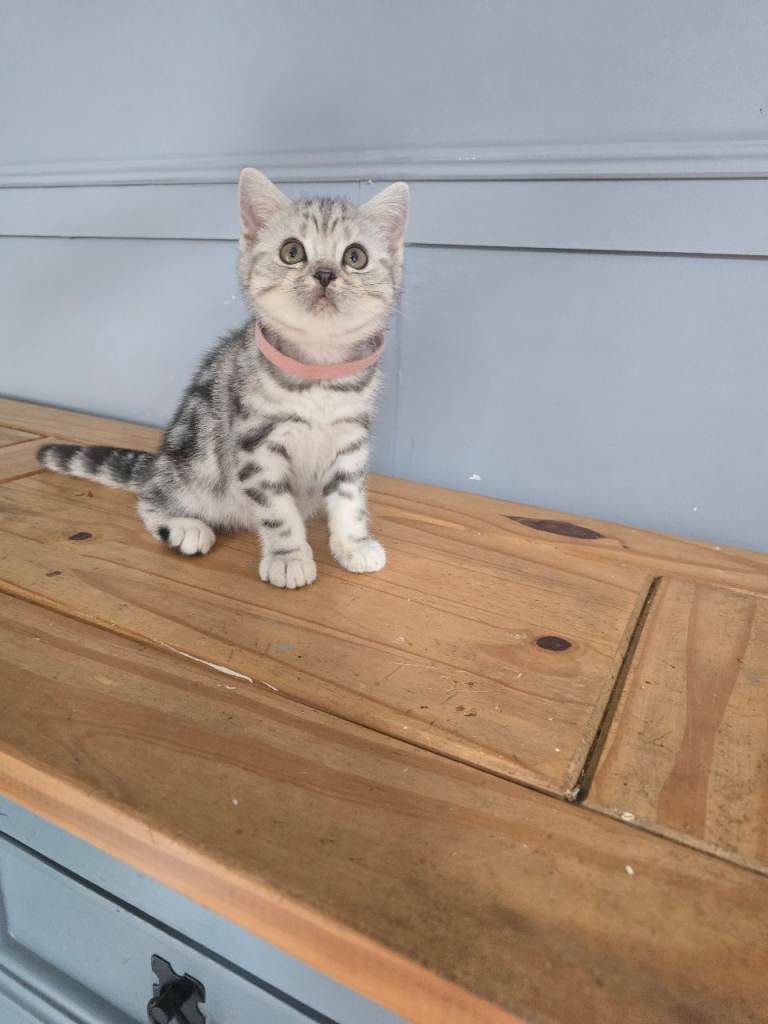 Beautiful  bsh silver tabby 🩷 
