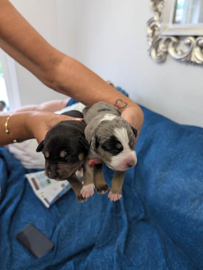 Staff x kelpie puppys