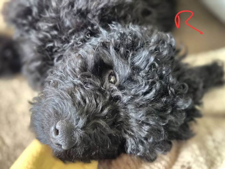  1 Cockapoo puppy