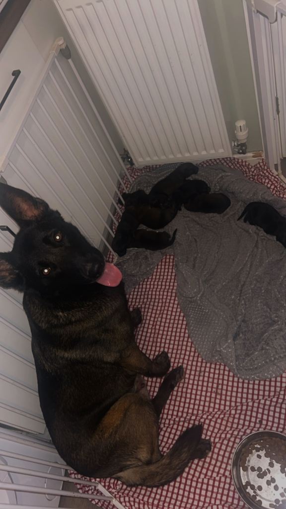 Belgian Malinois puppies