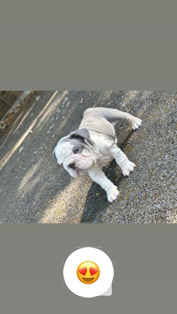 French bulldogs