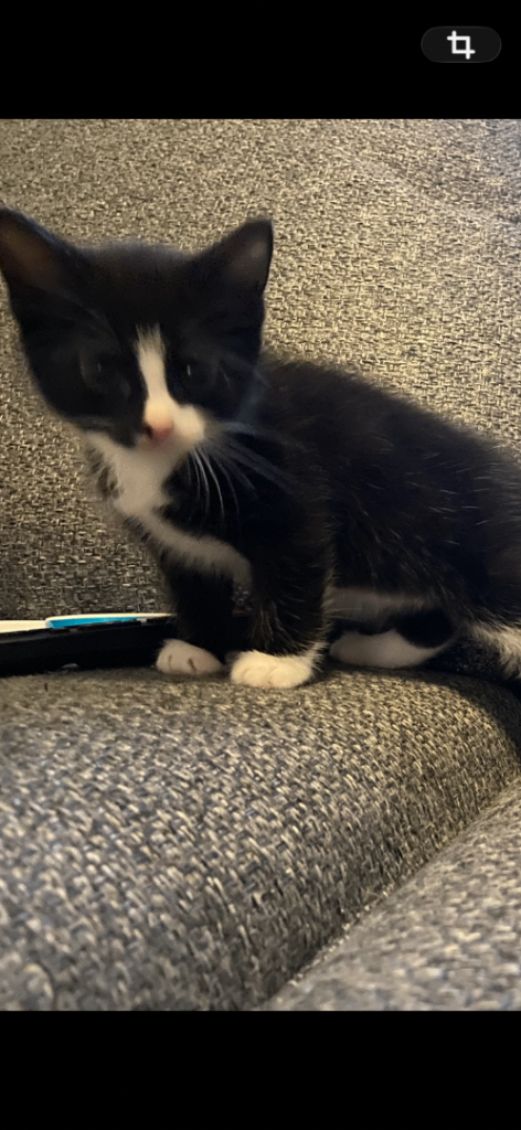Boy kitten